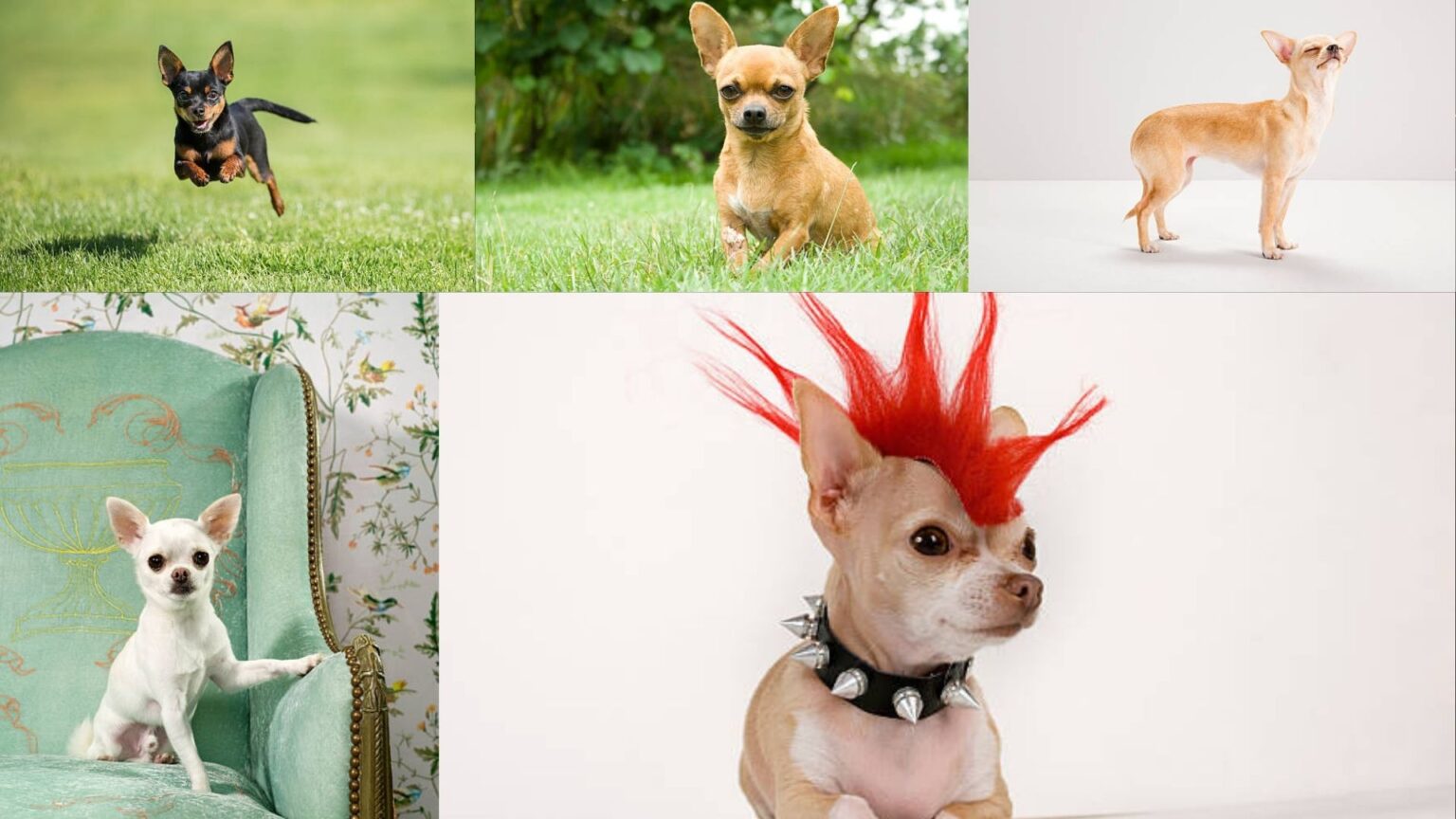 Interesting Facts about Chihuahuas Fun Facts about Chihuahua Dogs