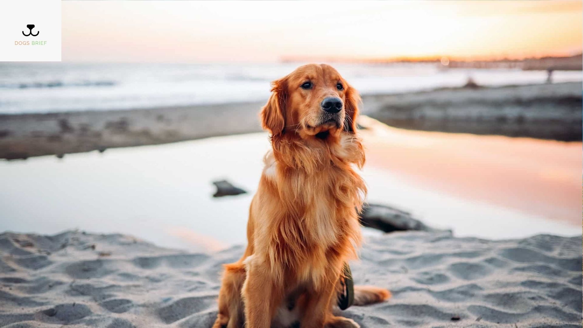 Golden Retriever Lifespan Male Golden Retriever Lifespan Female