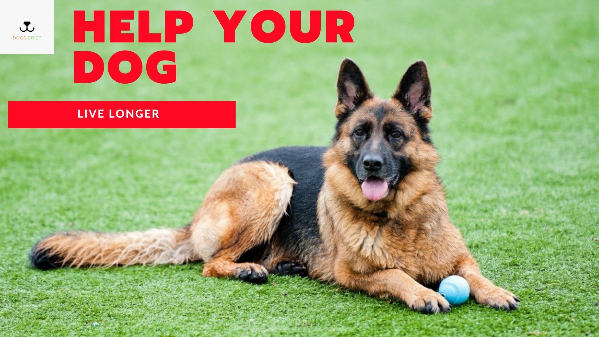 How to Ensure Your German Shepherd Reaches Their Full Lifespan? The Hidden Clues