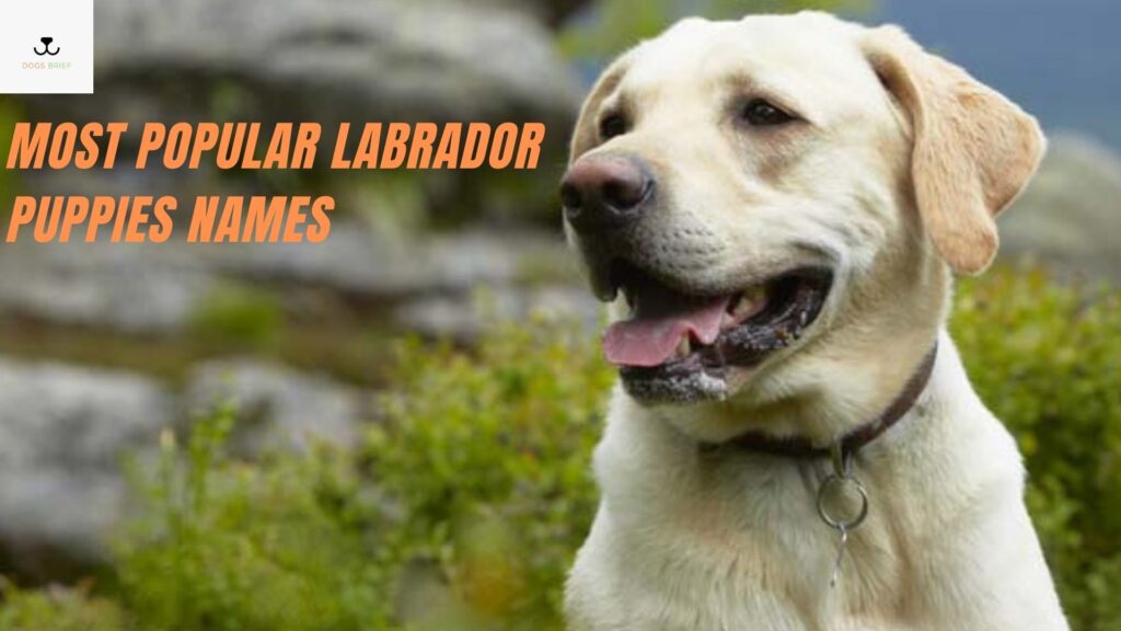 10 Most Popular Labrador Puppies Names | Labrador Retriever Names