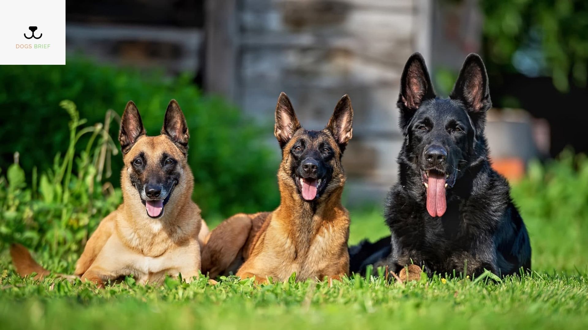 average-lifespan-of-a-german-shepherd-dogsbrief