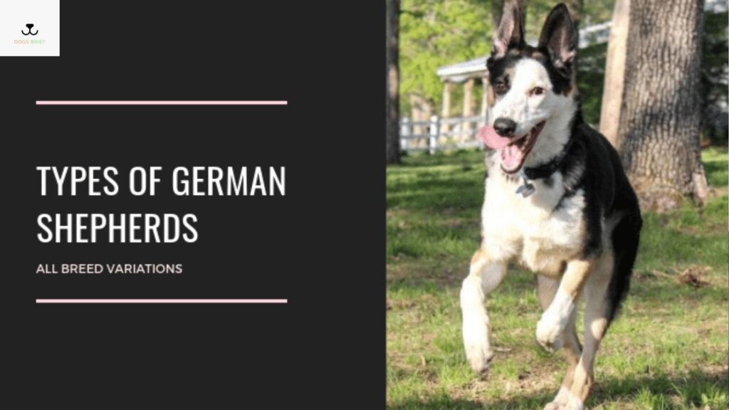 German Shepherd Breed Types | Types of German Shepherd Breed