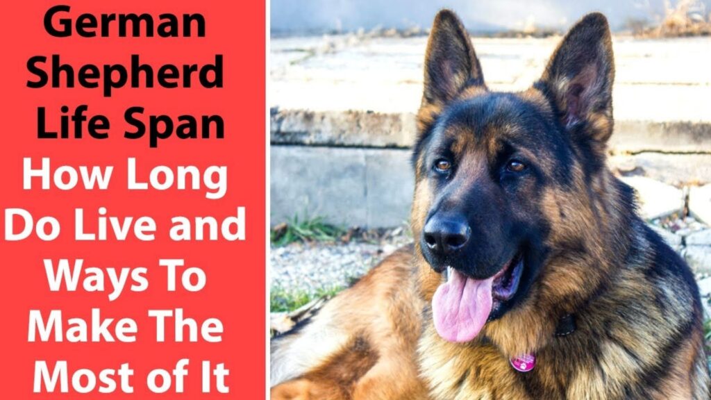 Average Lifespan of a German Shepherd