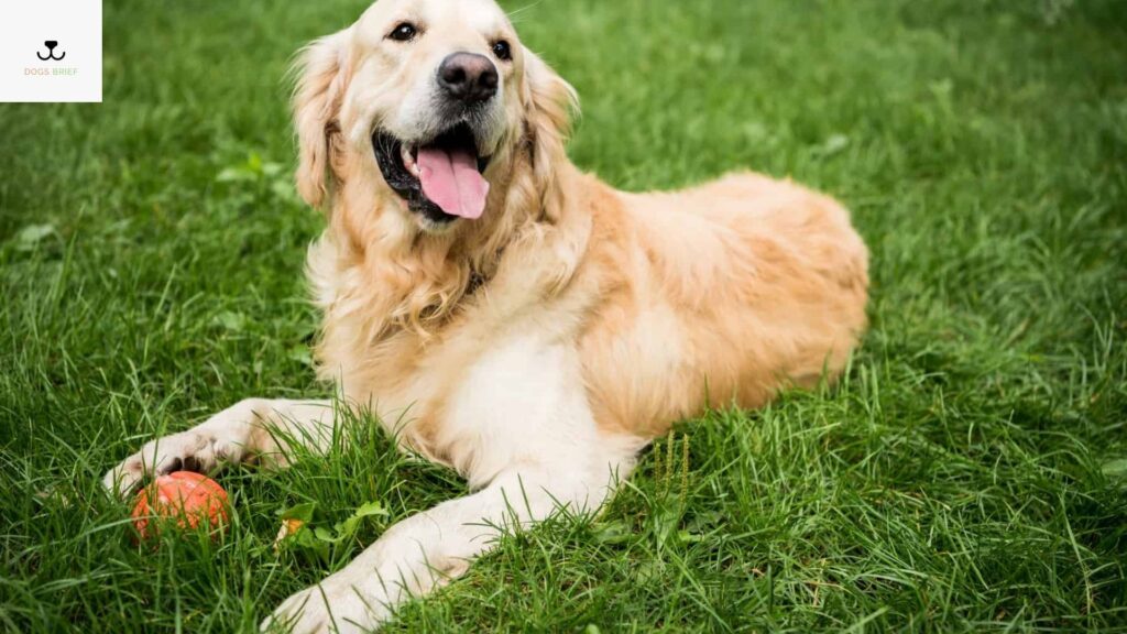 What Color Will My Golden Retriever Puppy Be
