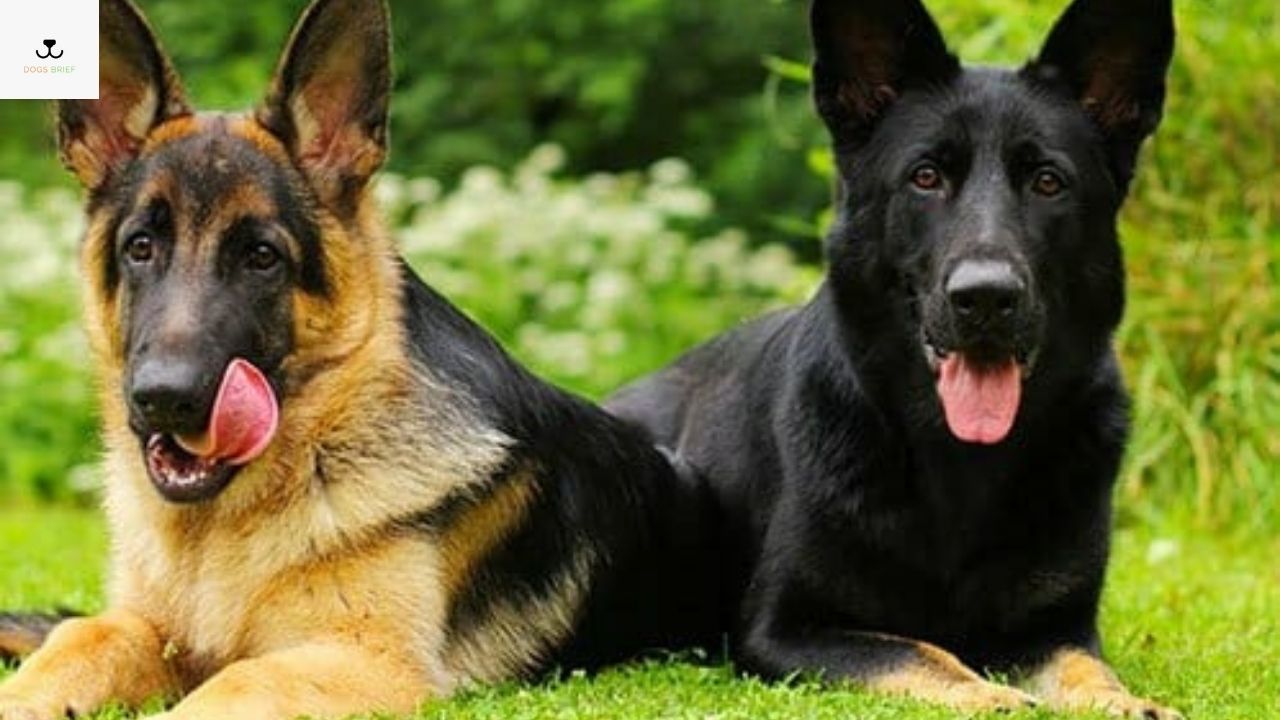 Different Colors of German Shepherd German Shepherd Color Chart