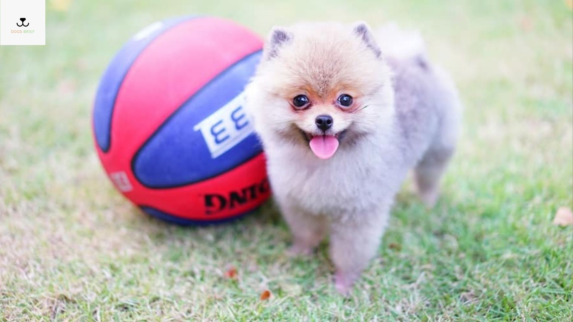 Top 10 TooCute Teacup Dog Breeds Information with Picture