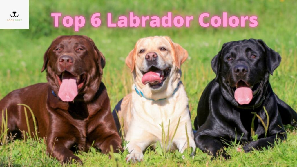 Top 6 Labrador Colors Differences, & Rarest Coat