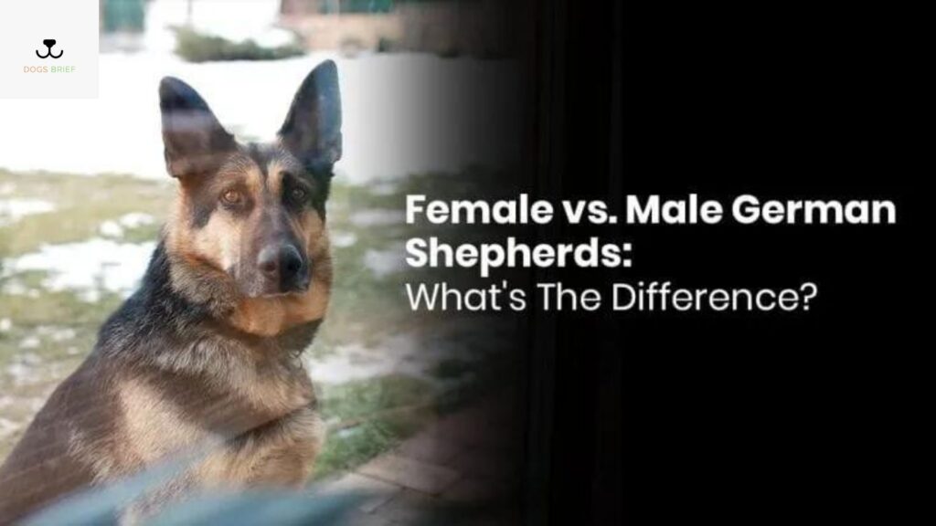 what is the female gender of dog