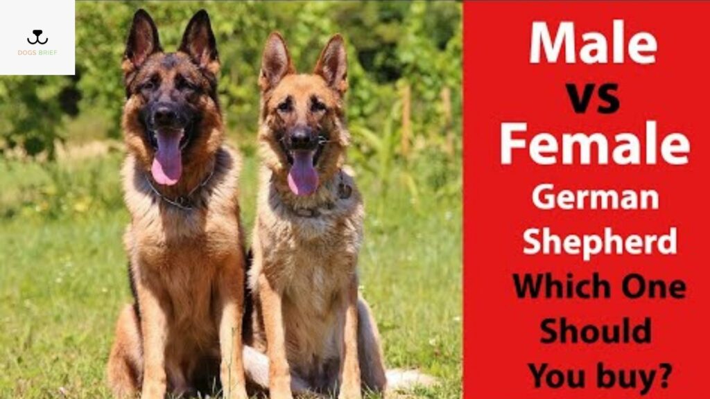 Male vs. female German Shepherd: What are the differences?