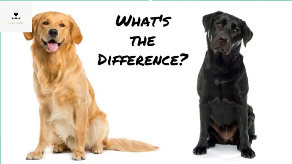 Labrador Vs Golden Retriever 