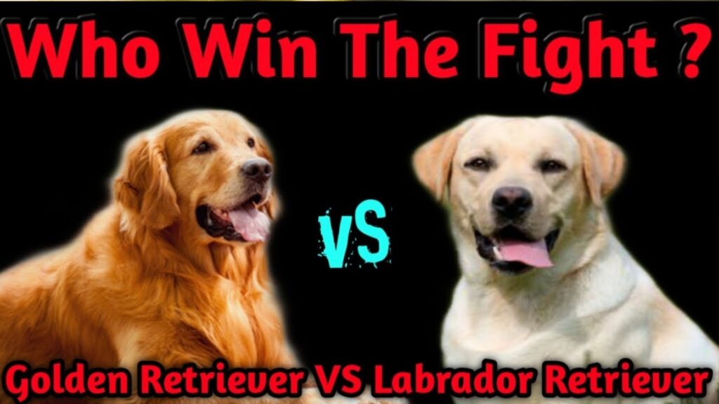 Labrador Vs Golden Retriever Fight