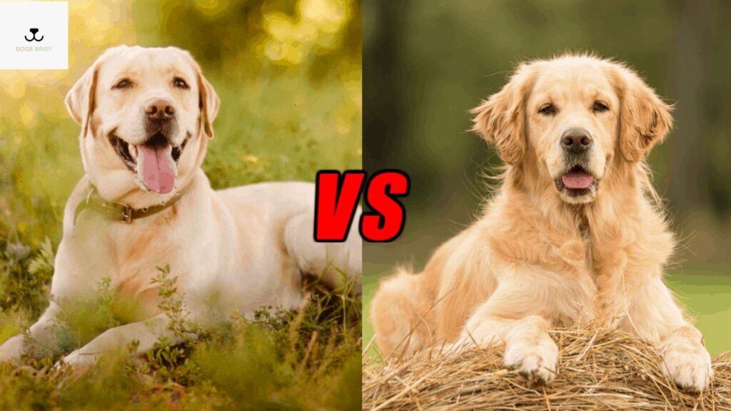 Labrador Vs Golden Retriever 