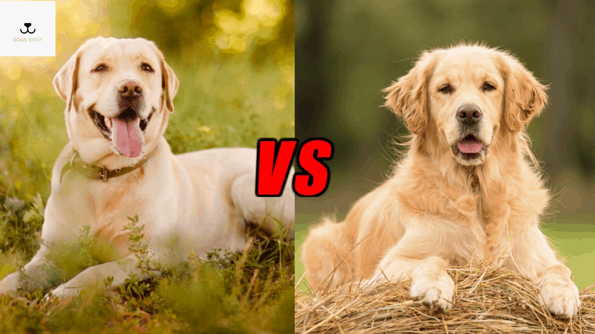 Отличие собаки. Labrador Retrievers vs Golden. Лабрадор vs золотистый ретривер. Юриян ретривер. Ретривер против лабрадора.