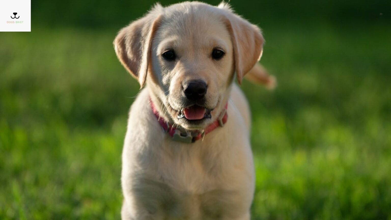 Average Lifespan of Labrador | Labrador Retriever Life Span