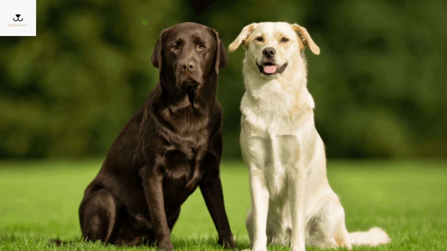 Average Lifespan of Labrador Labrador Retriever Life Span