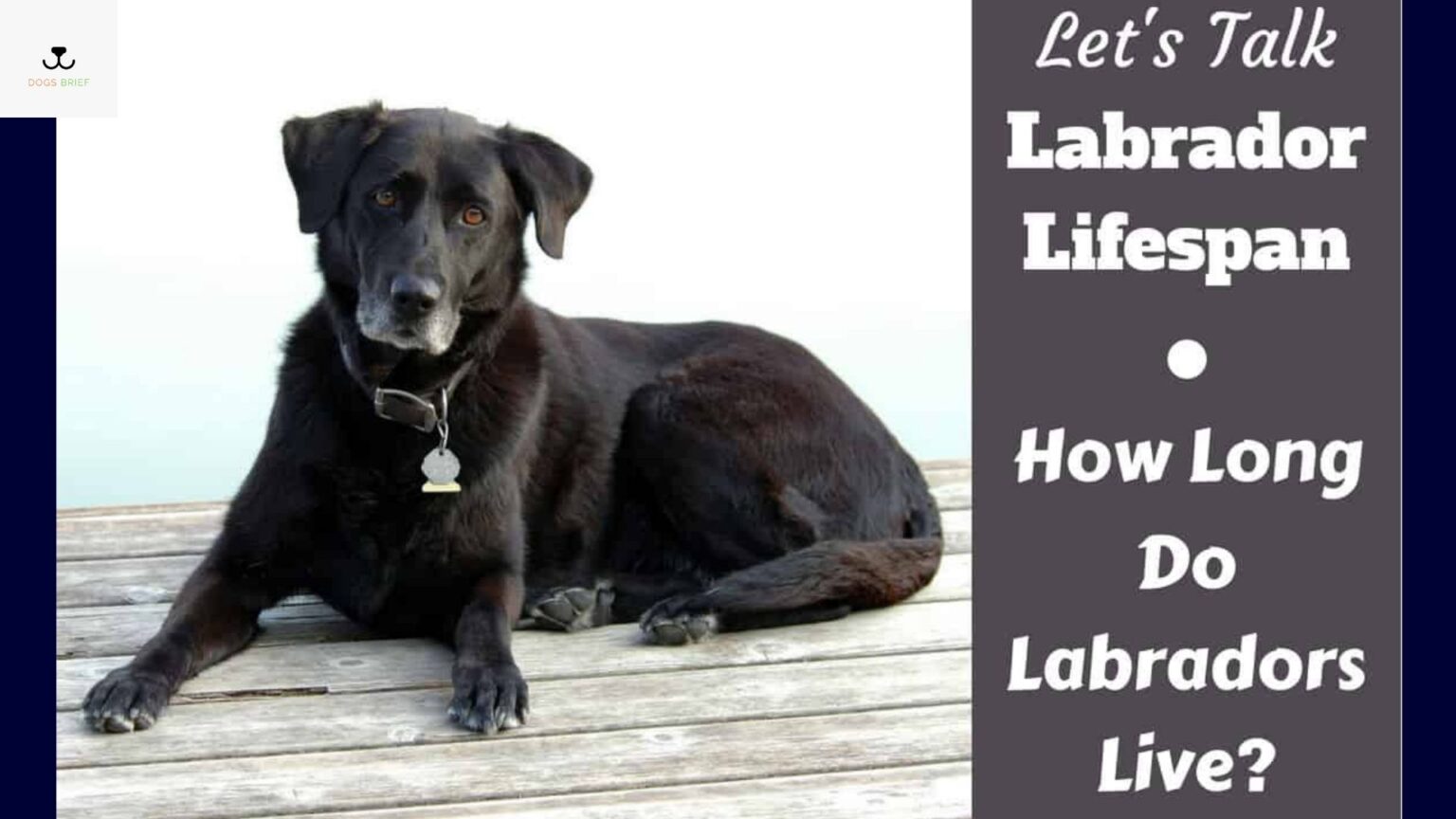average-lifespan-of-labrador-labrador-retriever-life-span