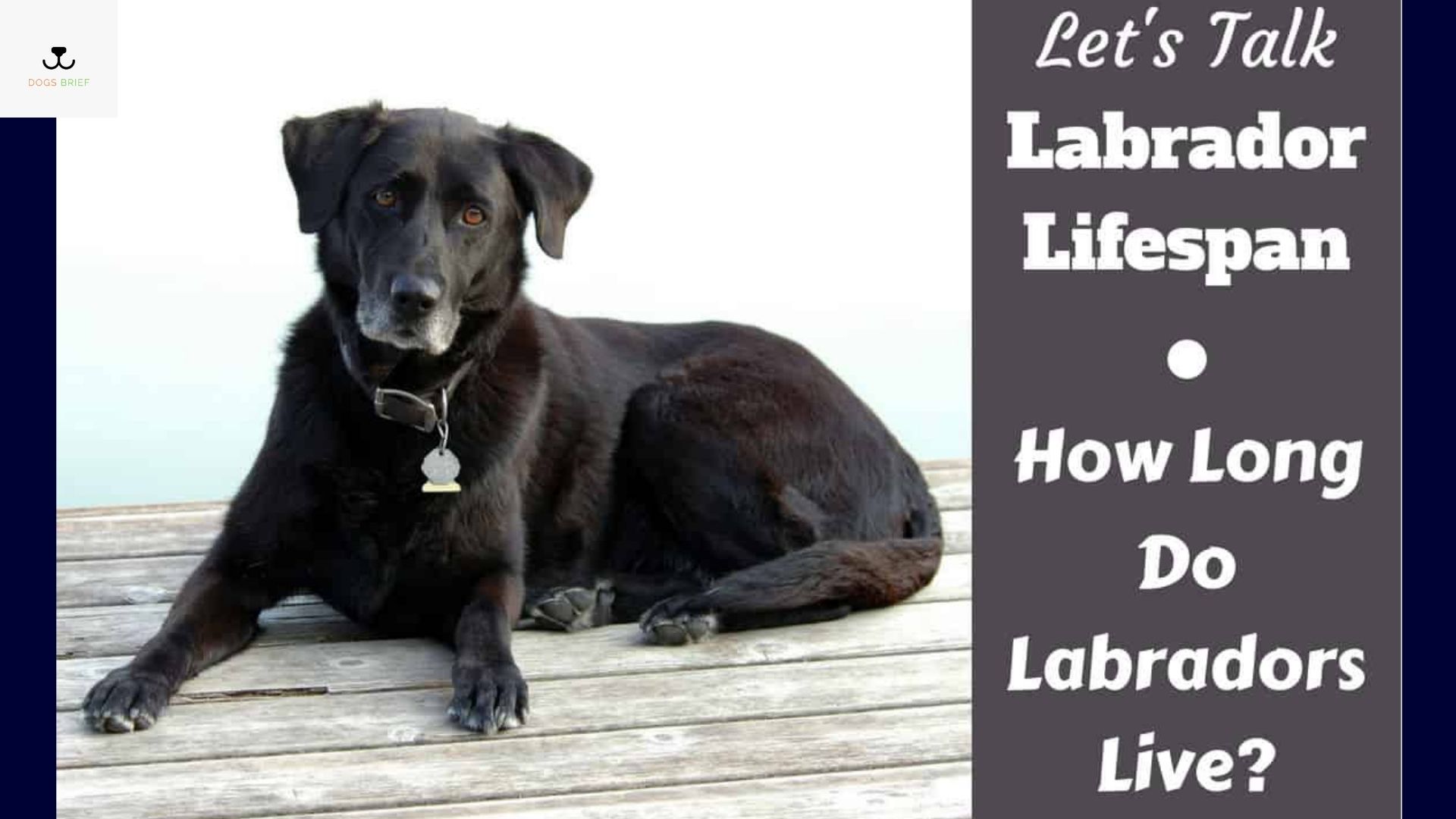 Labrador Retriever Life Span – Get Complete Detail