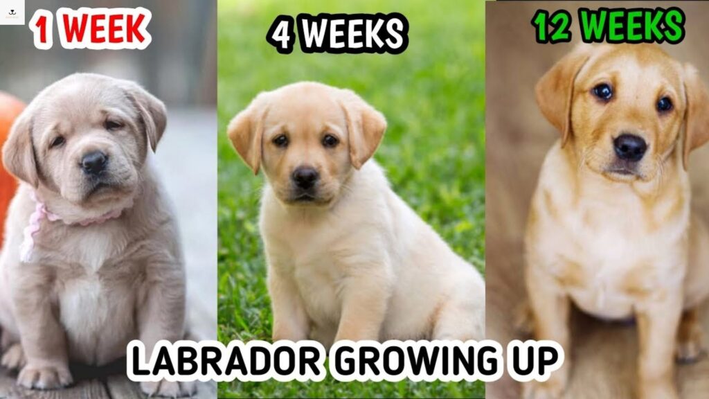 How Much Should A Lab Weigh At 13 Weeks at Bruce Neumann blog