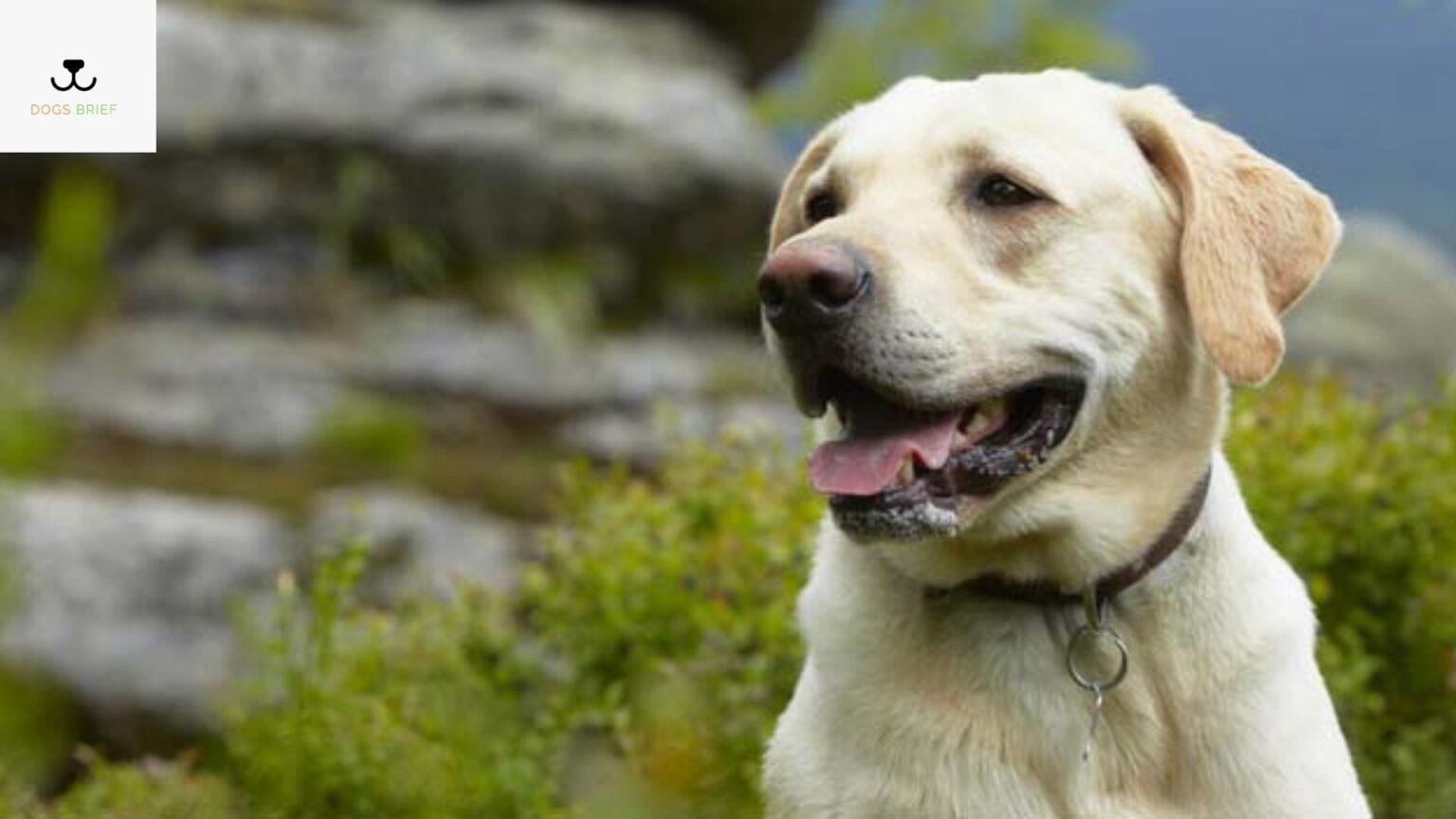 Labrador Retriever Size & Weight Chart Dogsbrief