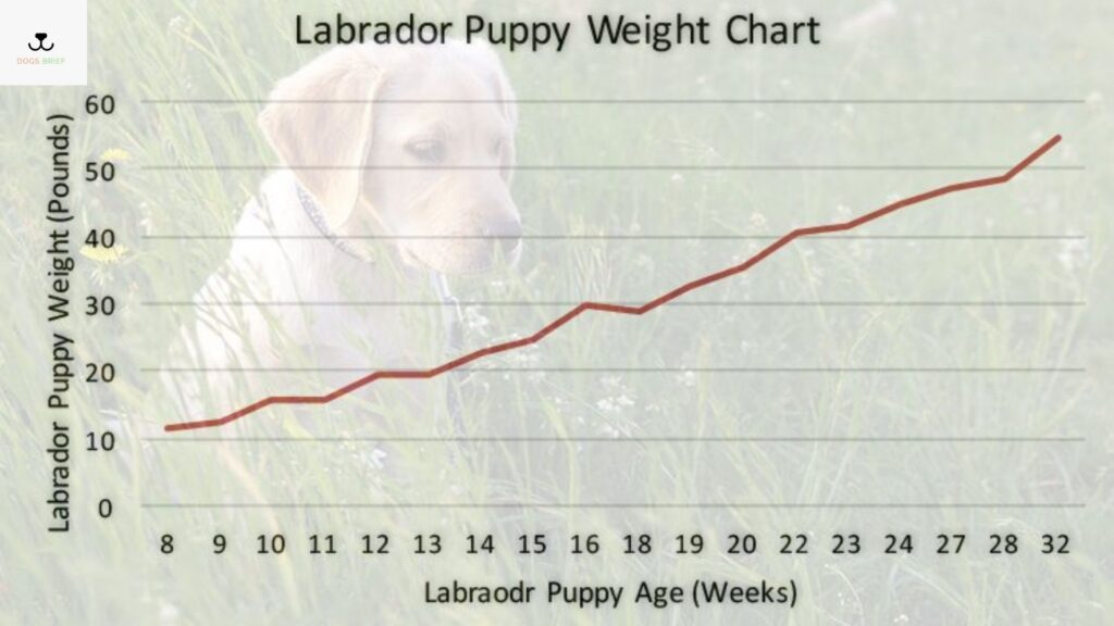 labrador growth rate chart