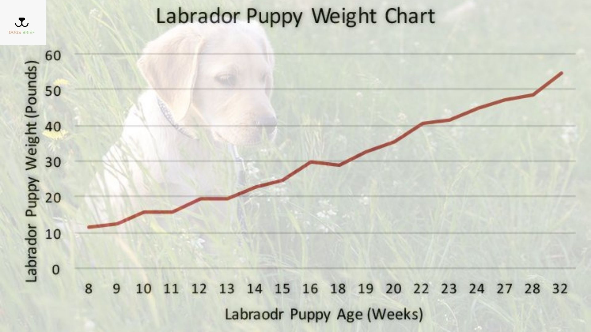 Labrador Retriever Size & Weight Chart - - Dogsbrief