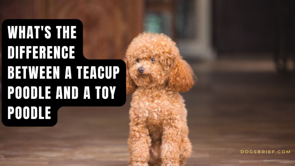 What's the Difference Between Teacup Poodle And Toy Poodle