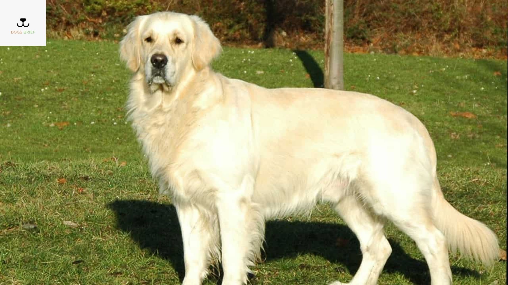 How Much Do Golden Retrievers Shed?