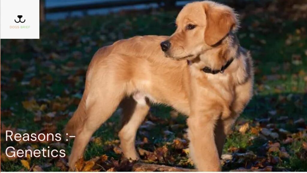 short coat golden retriever