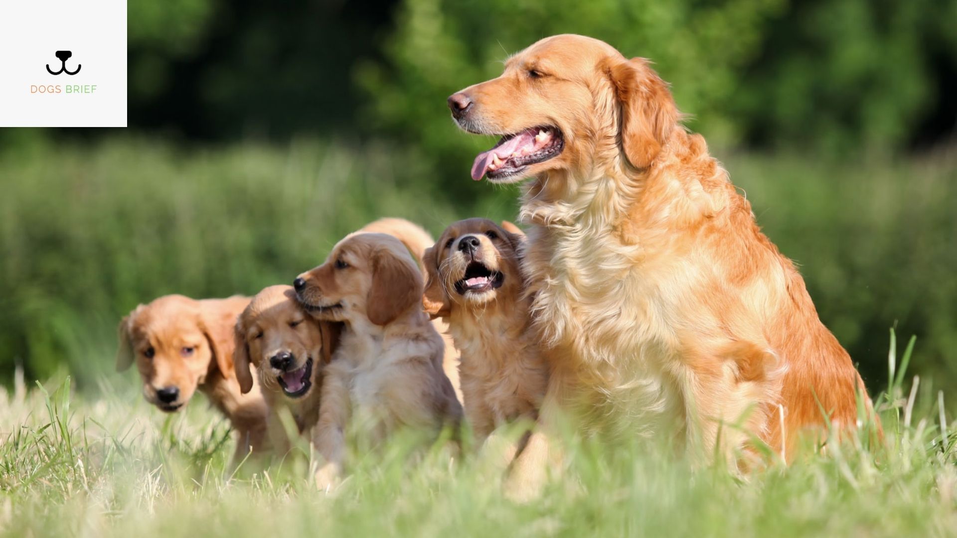 golden-retriever-growth-and-weight-chart