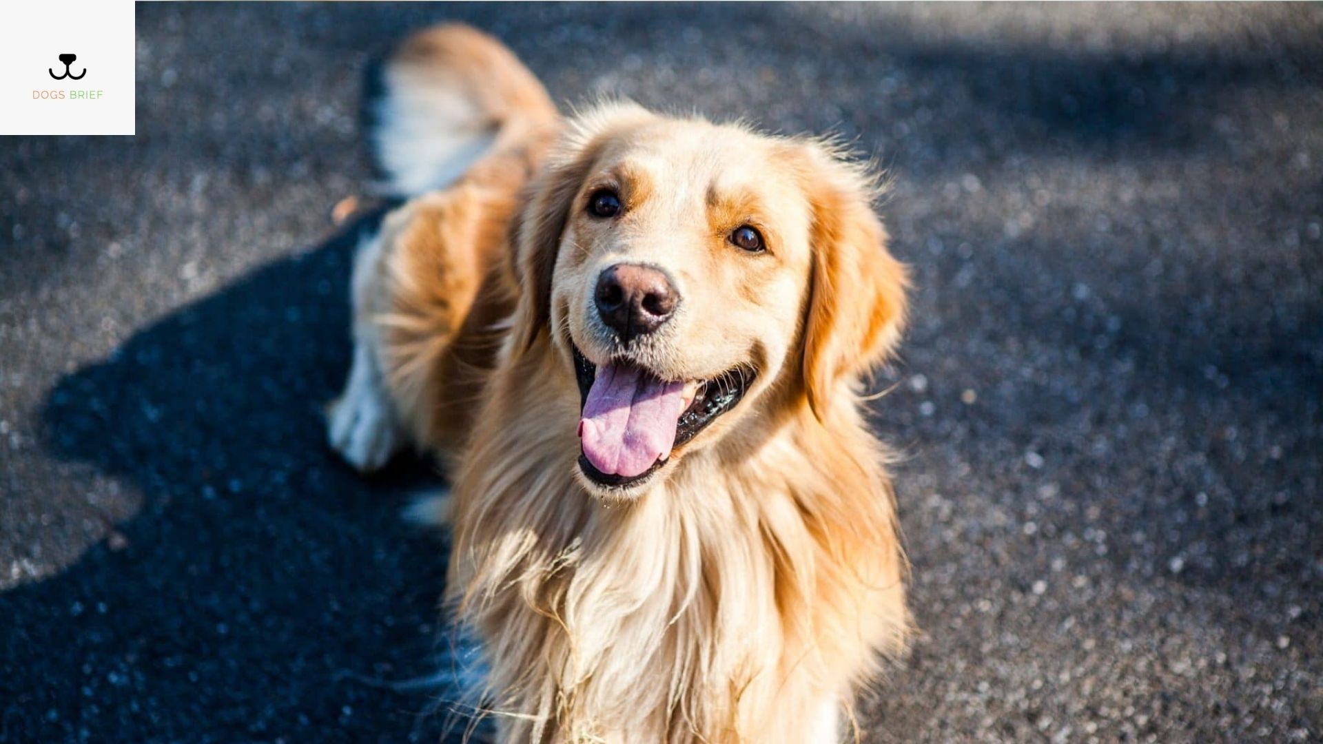 How Much Do Golden Retrievers Shed?