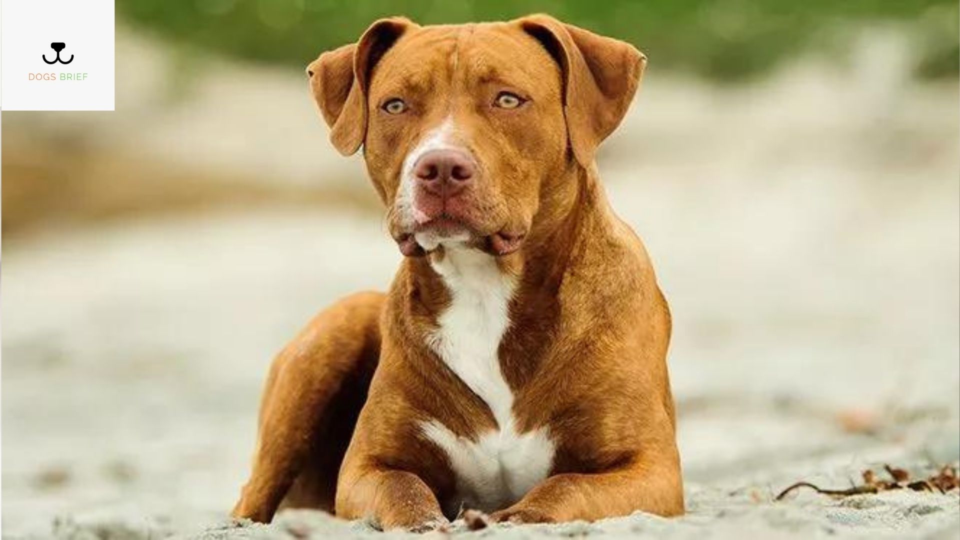 Labrador And Pitbull Mix - Everything You Need To Know