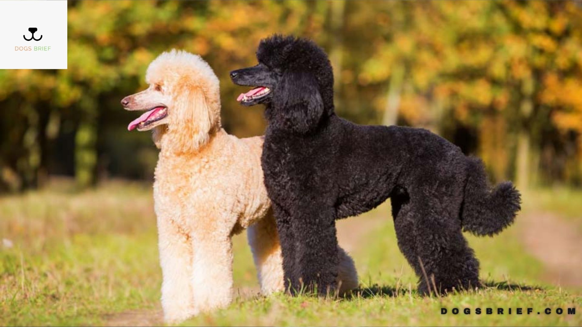 poodle-growth-weight-chart