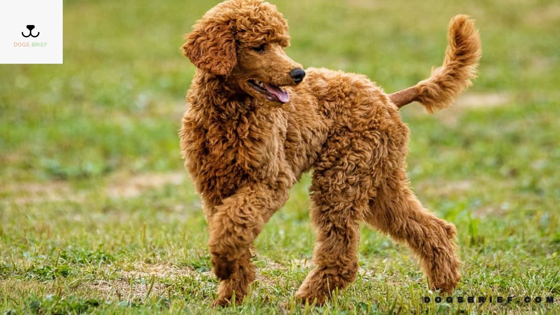 Poodle Growth & Weight Chart