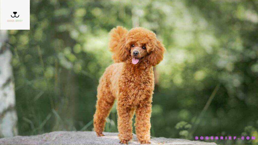 how much should a toy poodle weigh at 6 weeks