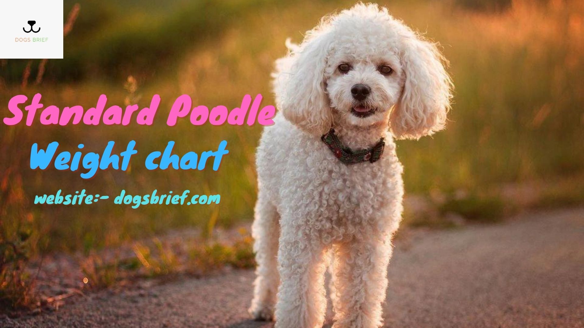 Poodle Growth & Weight Chart