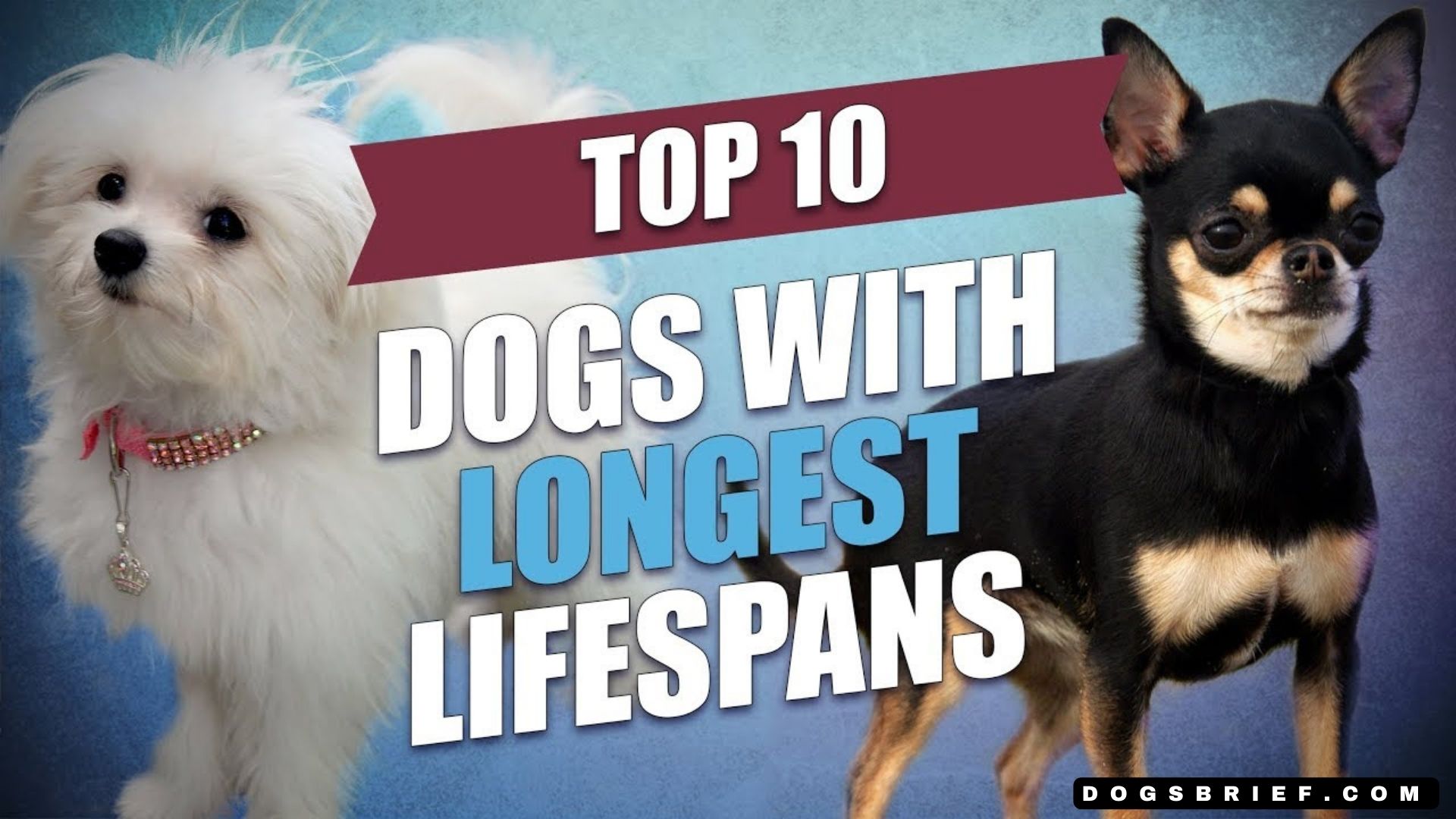 Top 10 Longest Living Dog Breeds 