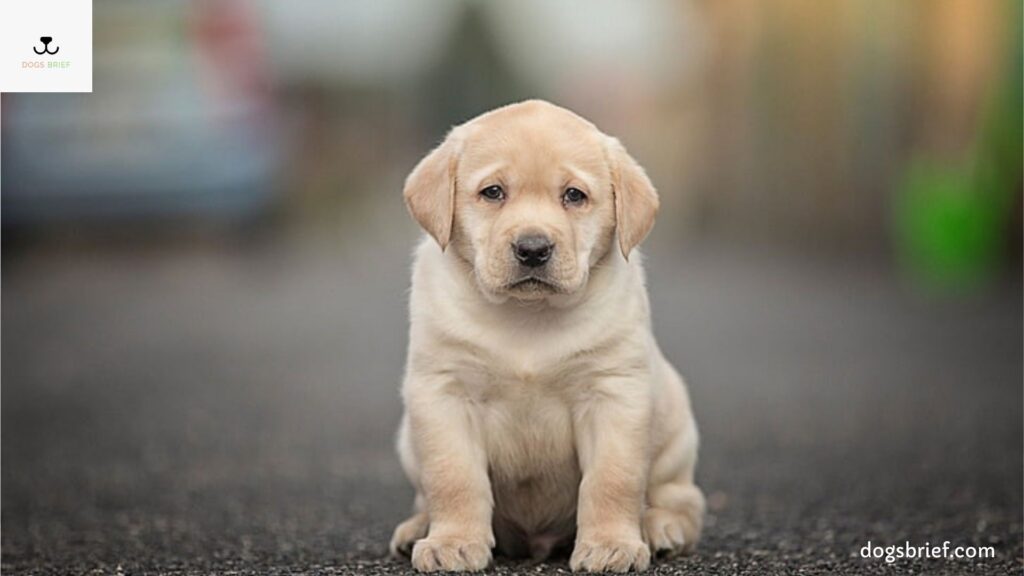 Labrador Retriever