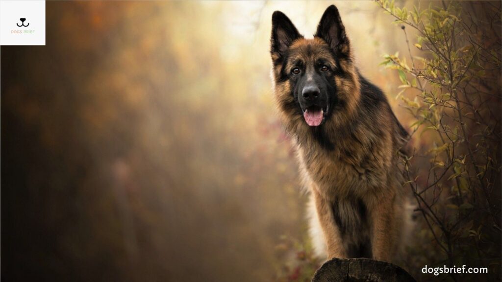 German Shepherd