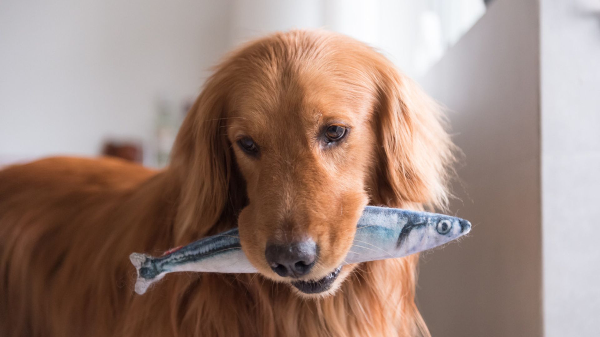 Бигль собака питание. Можно собаке есть рыбу. Собака ест корм референс. Собака ест картинка. Фото собака ест рыбу.