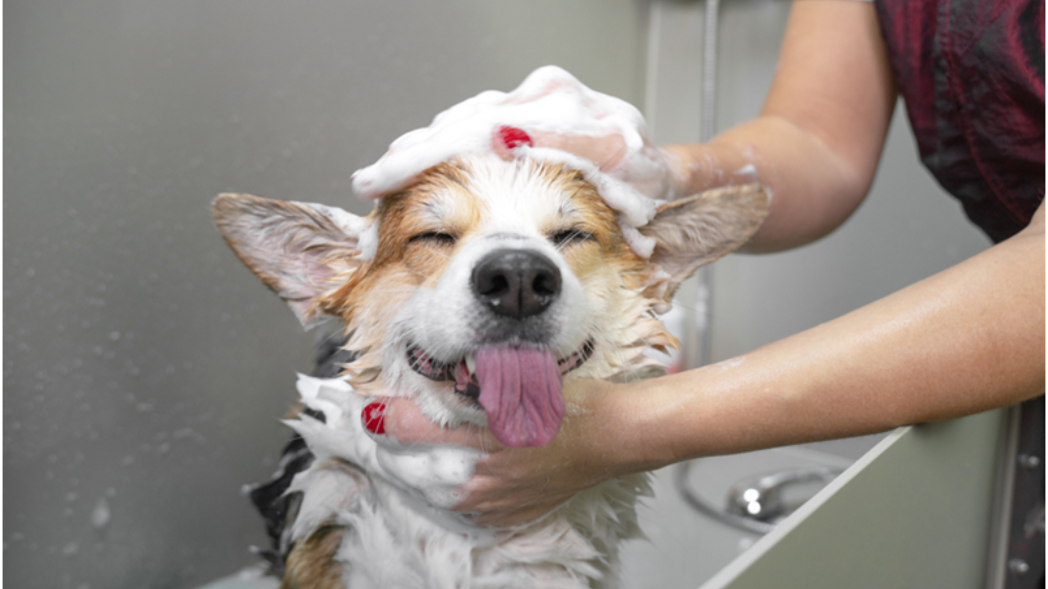 How to Bathe a Dog