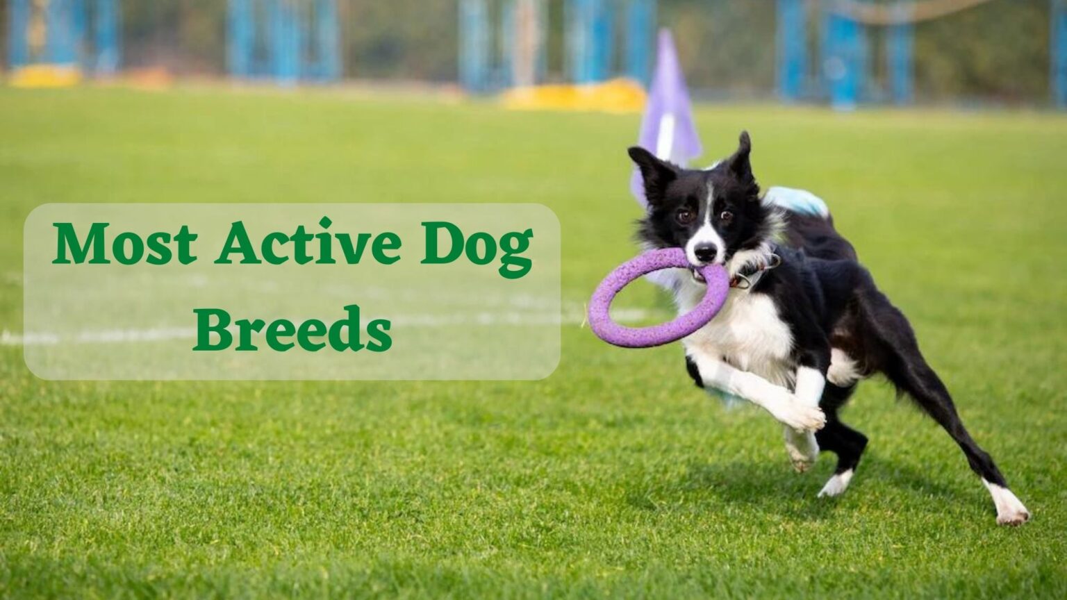 Know about Top 6 Most Active Dog Breeds