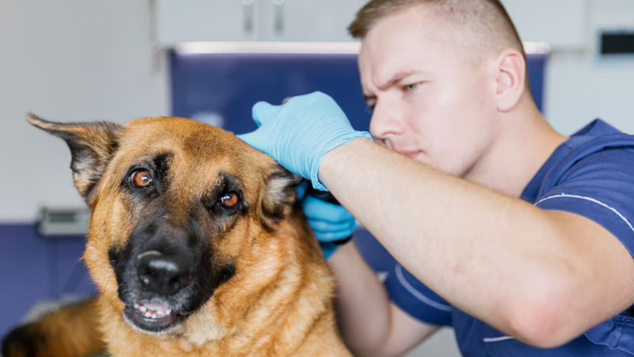 How to Spot and Treat Dog Ear Infections – Dogsbrief